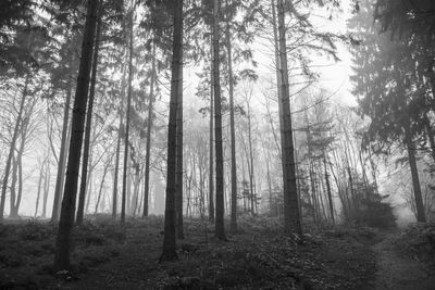 Pine trees in forest