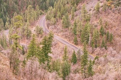 High angle view of road amidst trees in forest