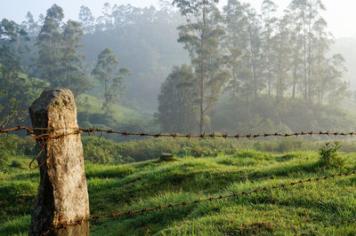 Trees on field during foggy weather