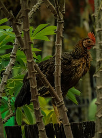 Close-up of bird perching on branch