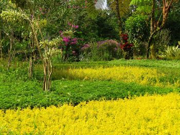 Yellow flowers in park