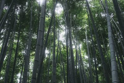 Low angle view of bamboo trees in forest