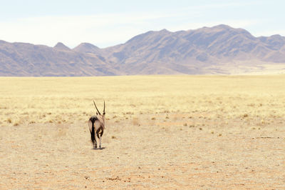 Oryx walking at desert