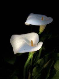 Close-up of white flower against black background