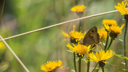 Close-up of butterfly pollinating on yellow flower