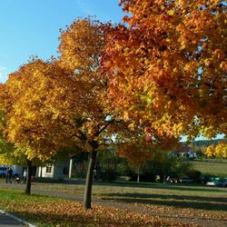 Trees in park