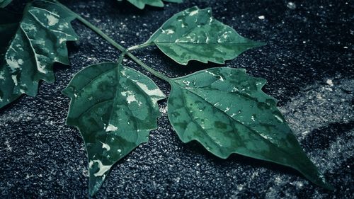 High angle view of wet leaves on plant during rainy season