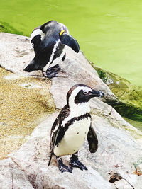 High angle view of penguins on rock