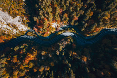 High angle view of trees during autumn