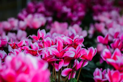 Close-up of pink flowering plants