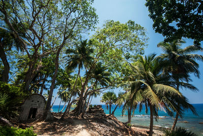 Low angle view of coconut palm trees against blue sky