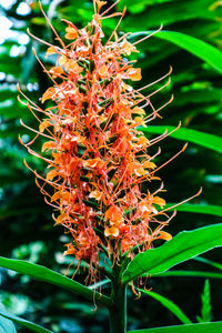 Close-up of red flowers on tree