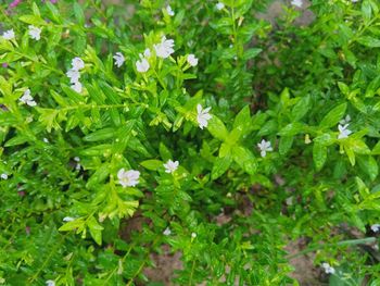 High angle view of flowering plants