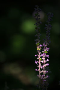 Close-up of lavender plant