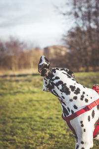 Close-up of dog on field