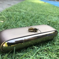 High angle view of insect on grass