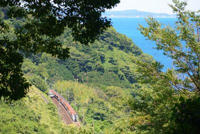 Scenic view of forest