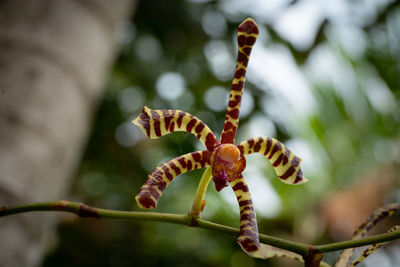 Organically grown orchids in a home garden