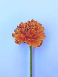 Close-up of orange flower against blue background