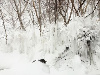 Snow covered bare trees