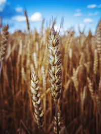 Close-up of stalks in field