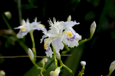 Close-up of white flowers blooming outdoors