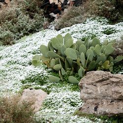 Plants growing on rocks