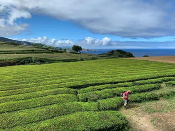 High angle view of woman working in agricultural field against sky