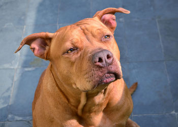 Portrait of dog looking at camera