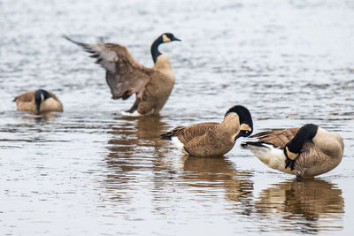 Ducks in lake