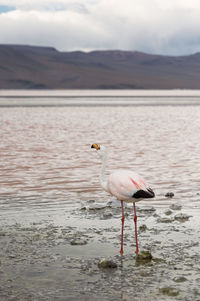 Bird in a lake