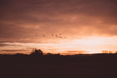 Silhouette birds flying in sky during sunset