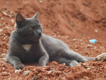 Black cat looking away while sitting on land