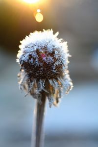 Frosted dried flower