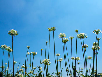 Low angle view of flowering plants against blue sky