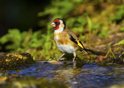 Close-up of bird perching on a lake