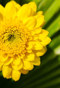 Close-up of yellow flowering plant