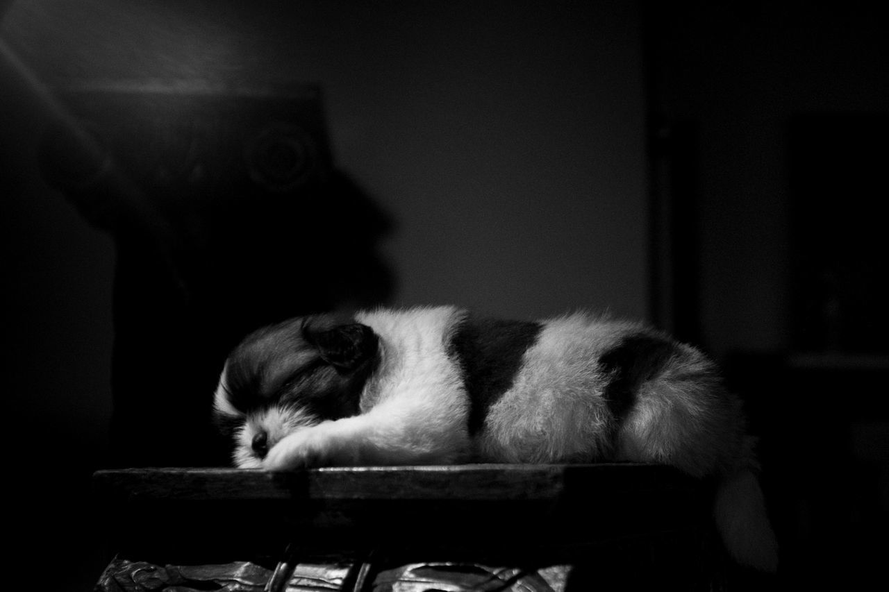 CAT SLEEPING ON SEAT