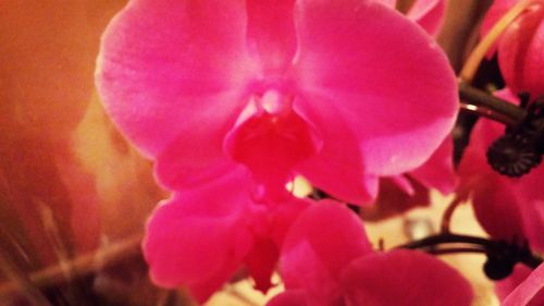 Close-up of pink flowers