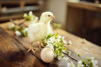 A small cute chicken on a wooden table against the background of an egg and a blossoming branch 