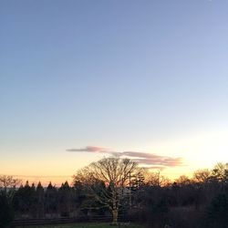 Silhouette of trees at sunset