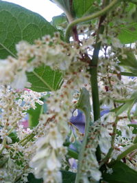 Close-up of flowers on tree