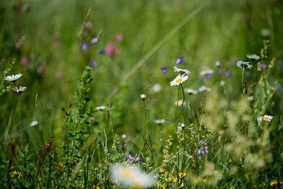 Close-up of wet flowers