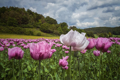 Close-up of pink flowering plants on field against sky