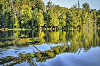 Reflection of trees in lake