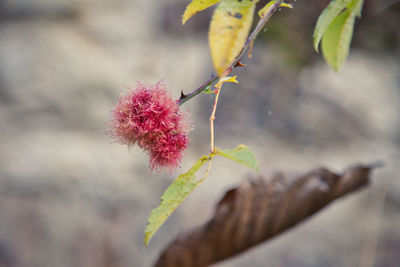 Close-up of pink flowering plant