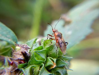 Close-up of insect on plant