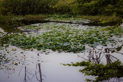 Lotus water lily in pond at forest