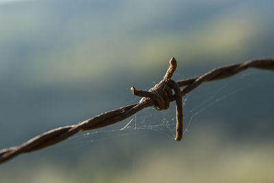 The spider web on the barbed wire