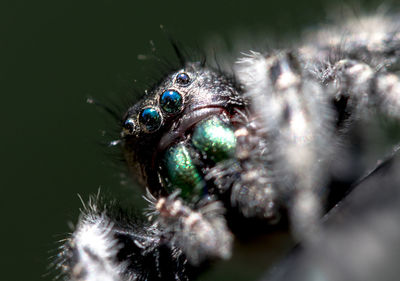 Close-up of spider